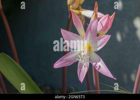 Jersey Lily fiore all'aperto nel mese di settembre Amaryllis belladonna Foto Stock