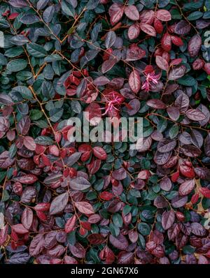 Chinense Rubrum, Loropetalum, Fern Canyon Garden, Mill Valley, California Foto Stock