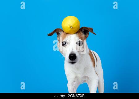 Simpatico divertente Jack Russell Terrier cane con limone giallo fresco intero sulla testa guardando la macchina fotografica contro sfondo blu Foto Stock