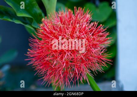 Fiore di giglio di sangue a forma di palla rossa Foto Stock