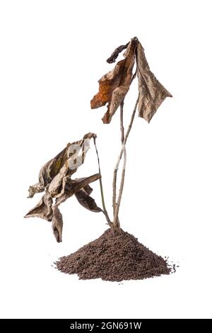 pianta di albero morto asciugata con suolo, isolato su sfondo bianco Foto Stock
