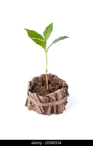 pianta verde giovane, piantata in un contenitore naturale o pentola, fatta di foglia di banana secca isolato su sfondo bianco, ambiente amichevole concetto Foto Stock