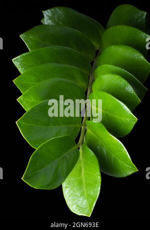 zanzibar gemma o pianta di zz, pianta ornamentale tropicale con attraente fogliame lucido isolato su sfondo nero Foto Stock