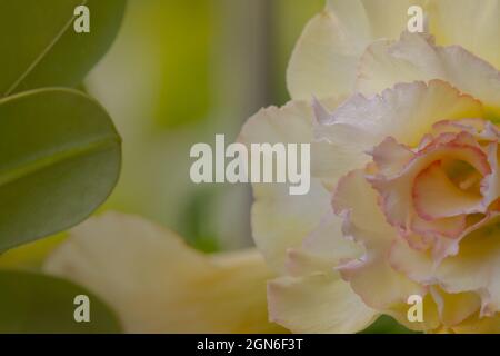 Primo piano di fiori bianchi di adenium con bordi in foglia giallastra Foto Stock