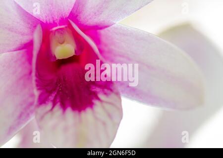 Dendrobium nobile orchidea fiore su uno sfondo chiaro Foto Stock