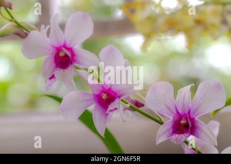 Un rametto di orchidea Dendrobium ha un tipo nobile con fiori viola e bianchi Foto Stock