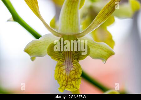 Un'orchidea Dendrobium ha un tipo di fiore giallo, primo piano Foto Stock