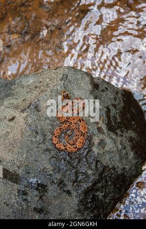 Un serpente velenoso Fer-de-lance, l'asper Bothrops, su una roccia in un piccolo fiume lungo il vecchio sentiero Camino Real, Parco Nazionale di Chagres, Repubblica di Panama. Foto Stock