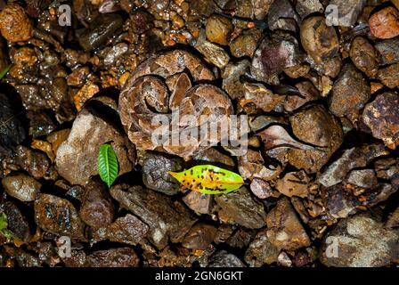 Panama fauna selvatica con un velenoso serpente Fer-de-lance, Bodhrops asper, nel Parco Nazionale di Chagres, Repubblica di Panama, America Centrale Foto Stock