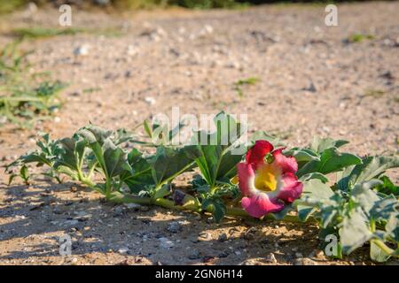 Pianta del diavolo o pianta del polipo (Harpagophytum procumbens) pianta e fiore medicinali. Deserto di Kalahari. Botswana Foto Stock