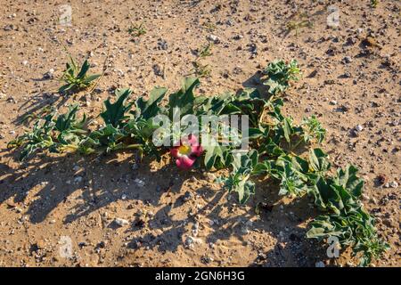 Pianta del diavolo o pianta del polipo (Harpagophytum procumbens) pianta e fiore medicinali. Deserto di Kalahari. Botswana Foto Stock