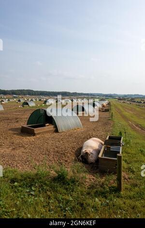 :arge Pig Farm Norfolk Foto Stock