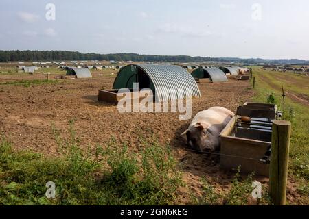 :arge Pig Farm Norfolk Foto Stock