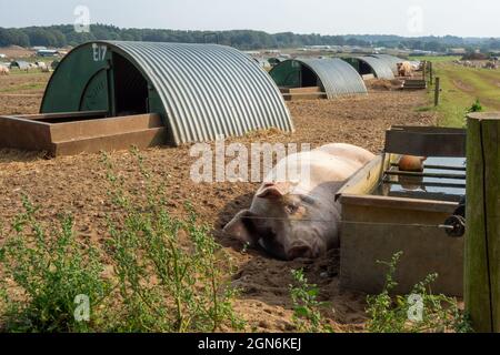 :arge Pig Farm Norfolk Foto Stock