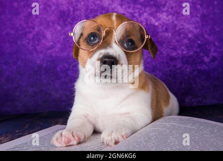 Jack russel terrier cane cucciolo leggere un libro per insegnare le lezioni Foto Stock