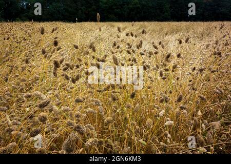 Canarino seme, Phalaris canariensis, canarino erba, Foto Stock