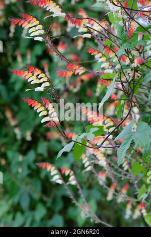 Ipomoea lobata, la vigna del fuoco, vigna del fuoco o bandiera spagnola. Fiori multicolore sulla pianta di arrampicata Foto Stock