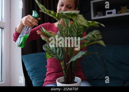 La donna tende le piante in casa spruzzando la pianta verde con liquido verde dalla bottiglia di spruzzo Foto Stock