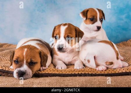 Funny Jack Russell terrier cuccioli stanno dormendo Foto Stock