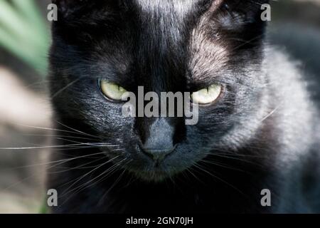 Faccia di gatto nera graziosa che guarda direttamente nella macchina fotografica. Primo piano della testa. Foto Stock