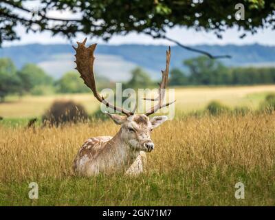 Cazzo di cervi che si deposita su erba Foto Stock