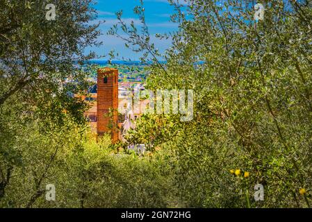 Pietrasanta vista aerea dalla Rocca di Sala alla torre campanaria ed olivo, Versilia, Lucca, Toscana, Italia, Europa Foto Stock