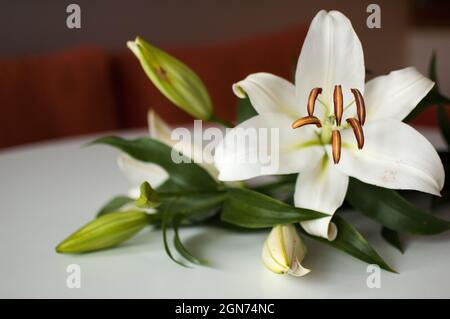 Foto di un bouquet perfetto di bei gigli sul tavolo, fiori bianchi di giglio Foto Stock