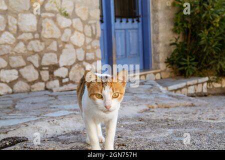 Carino gatto bianco e rosso che cammina fuori casa. Casa gattino stare in strada nel villaggio greco con case tradizionali con pareti in pietra, porta blu Foto Stock