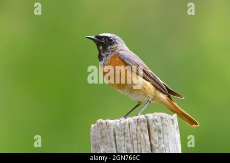 Maschio Redstart comune (Fenicurus phoenicurus) arroccato su un palo di recinzione. Powys, Galles. Maggio. Foto Stock