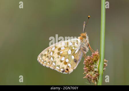 Fritillario verde scuro (Speyeria aglaja) farfalla adulta arrostita su un gambo di rush. Powys, Galles. Giugno. Foto Stock