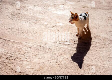 gatto mimeteing in strada Foto Stock