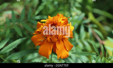 Primo piano di un marigold francese di colore arancione (tagetes patula) fiore alla luce del sole Foto Stock