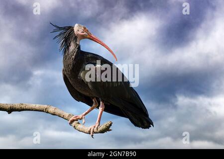 L'Ibis del Nord Bald contro il cielo tempestoso. Questo raro uccello è indigeno in Nord Africa e ci sono pochissimi ancora in natura. Ora è in funzione Foto Stock