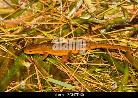 Newt (Notoftalmus viridescens) con macchie rosse orientali Foto Stock
