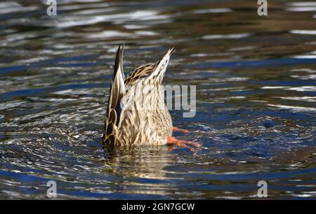 Mallard Duck [Anas platyrhynchos] femmina dabling aprile: Kent, UK. Foto Stock