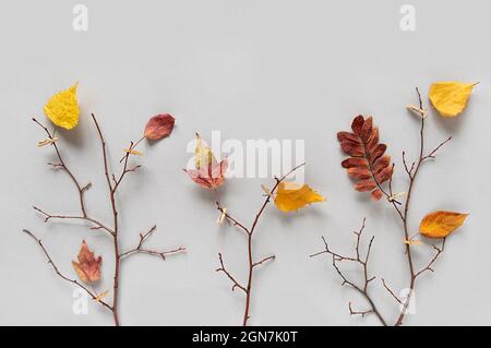 Concept autunnale creativo. Rami di alberi con foglie colorate autunnali su clothespins su sfondo grigio. Vista dall'alto, disposizione piatta. Foto Stock