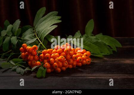 Rametto di Rowan con bacche su sfondo di legno scuro e tessuto con spazio copia Foto Stock