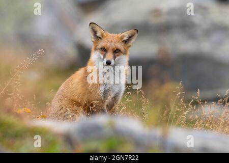 Ritratto di un volpi rosso Vulpes seduto in erba guardando in macchina fotografica Foto Stock