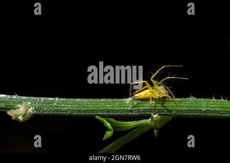 Macro Spider sulla lamina Foto Stock