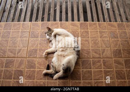 Un gatto tabby, tranquillo, sdraiato a terra. Foto Stock