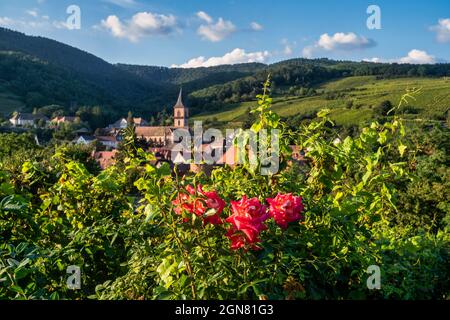 Blick auf Weinberge und die Kirche Saint Grégoire in Ribeauville, Elsass, Frankreich, Europa Ribeauville, Département du Rhin , Regione Grand Est, E. Foto Stock