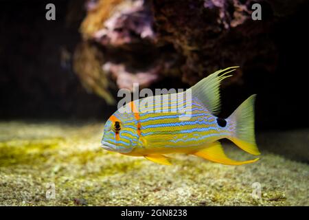 Sailfin Snapper Symphorichthys spilurus blu-fiancheggiata orata pesce sott'acqua in mare Foto Stock