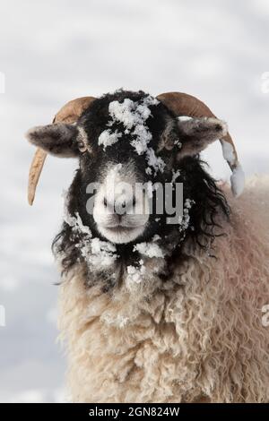 Northumberland blackface pecore nella neve, Tarset, Hexham, Northumberland, Regno Unito Foto Stock