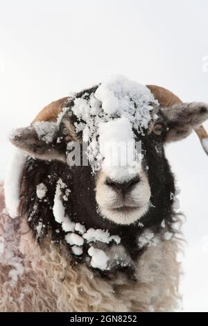 Northumberland blackface pecore nella neve, Tarset, Hexham, Northumberland, Regno Unito Foto Stock