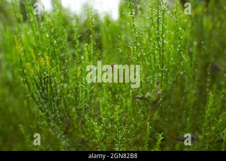 Il ragno nella foresta tesse le sue forti vele. Ragnatela nella rugiada. Foto Stock