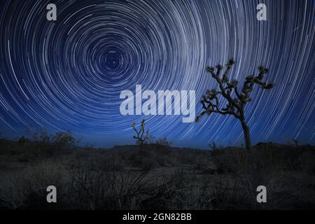 Star Trails in Joshua Tree California in una serata illuminata dalla luna Foto Stock