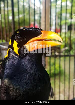 Closeup selettivo di un uccello parlante Myna in una gabbia in uno zoo Foto Stock