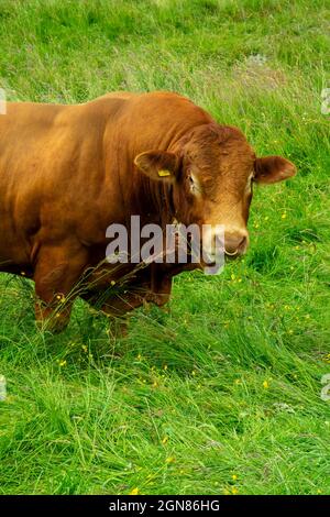 Limousin bull una razza di bovini originari delle regioni Limousin e Marche della Francia. Foto Stock