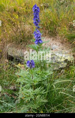 Il cofano di Monk, noto anche come Aconite di Wolfsbane, una pianta bella ma altamente tossica Foto Stock