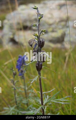 Semi della cappa di Monk, nota anche come Aconite di Wolfsbane, una pianta altamente tossica Foto Stock